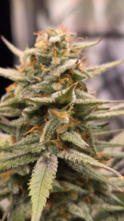 AppleStrudelAuto. Week 8
