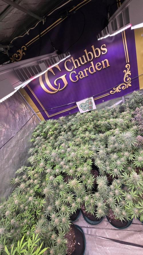 CherryColaAuto (RF3). Week 8