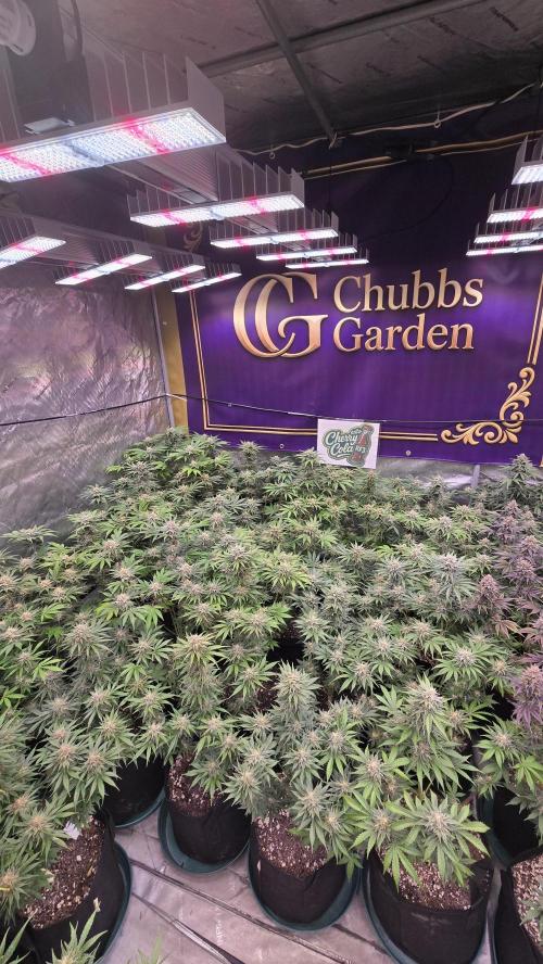 CherryColaAuto (RF3). Week 8
