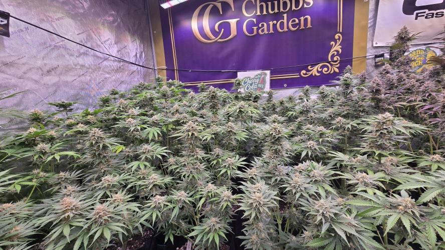 CherryColaAuto (RF3). Week 8