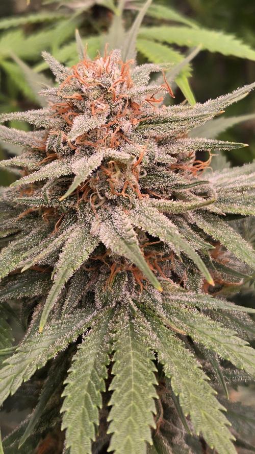 CherryColaAuto (RF3). Week 8
