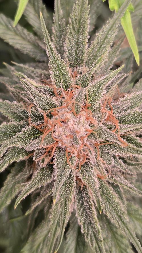 CherryColaAuto (RF3). Week 8