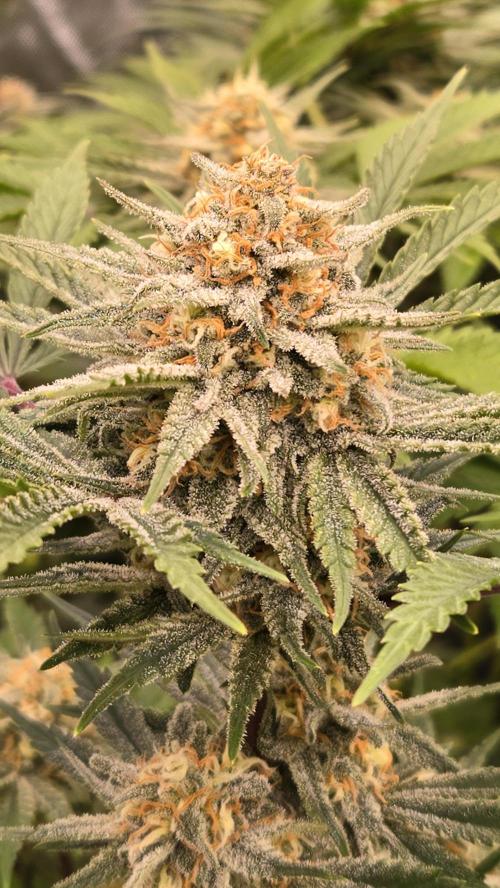 CherryColaAuto (RF3). Week 8