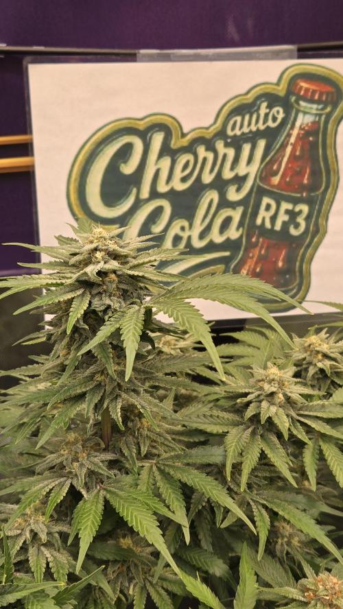 CherryColaAuto (RF3). Week 8