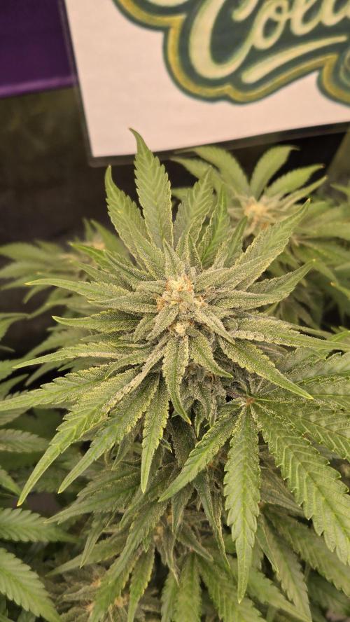 CherryColaAuto (RF3). Week 8