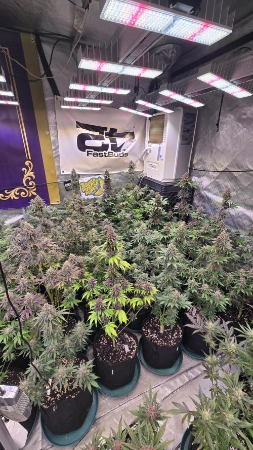 BananaPurplePunchAuto(RF3). Week 8