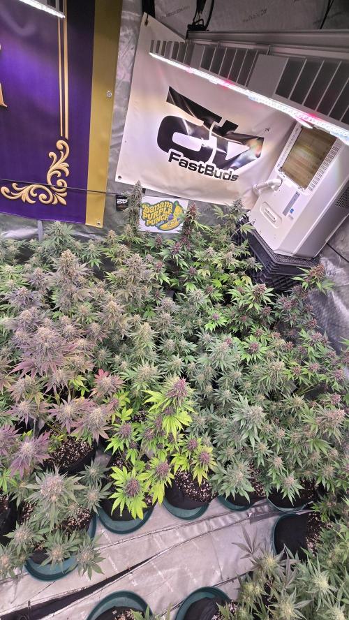 BananaPurplePunchAuto(RF3). Week 8