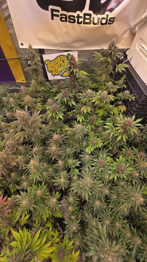 BananaPurplePunchAuto(RF3). Week 8