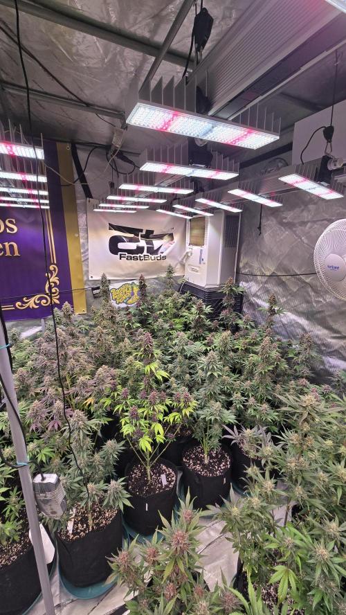 BananaPurplePunchAuto(RF3). Week 8