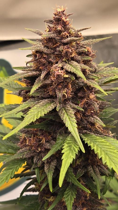 BananaPurplePunchAuto(RF3). Week 8