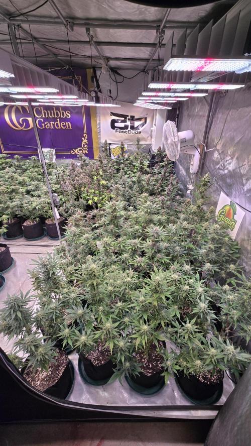 GuavaAuto(RF3). Week 8