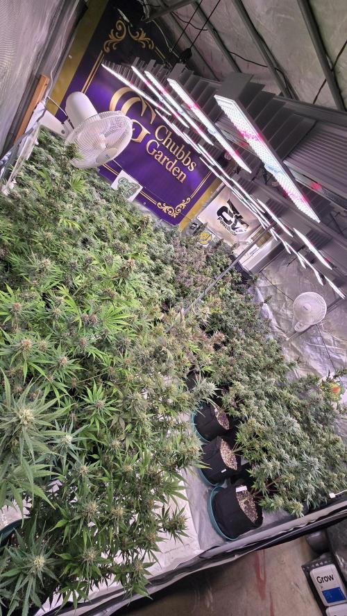 GuavaAuto(RF3). Week 8