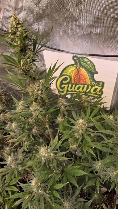 GuavaAuto(RF3). Week 8