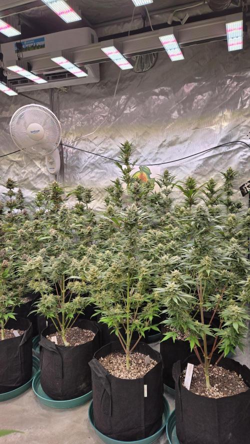 GuavaAuto(RF3). Week 8