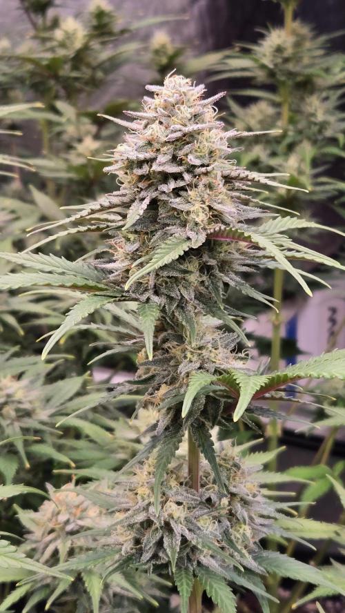 GuavaAuto(RF3). Week 8