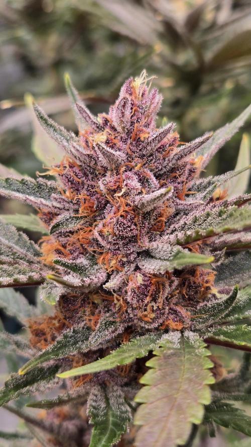 GuavaAuto(RF3). Week 8