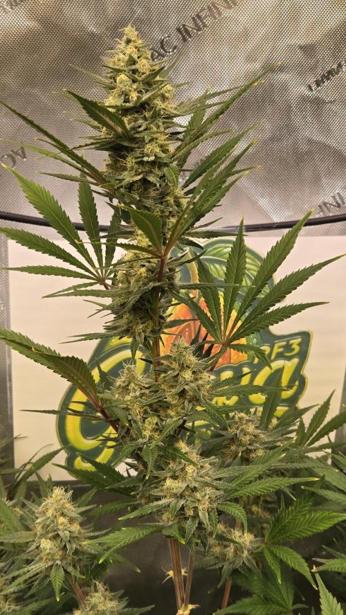 GuavaAuto(RF3). Week 8