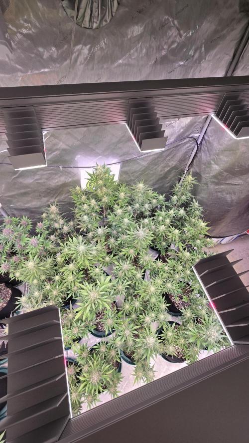 GuavaAuto(RF3). Week 8