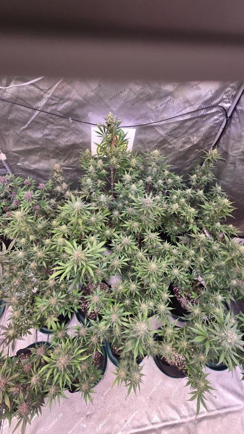 GuavaAuto(RF3). Week 8