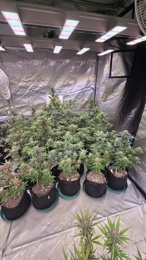 GuavaAuto(RF3). Week 8