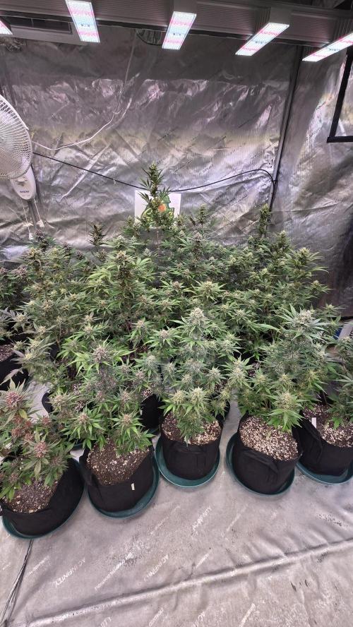 GuavaAuto(RF3). Week 8
