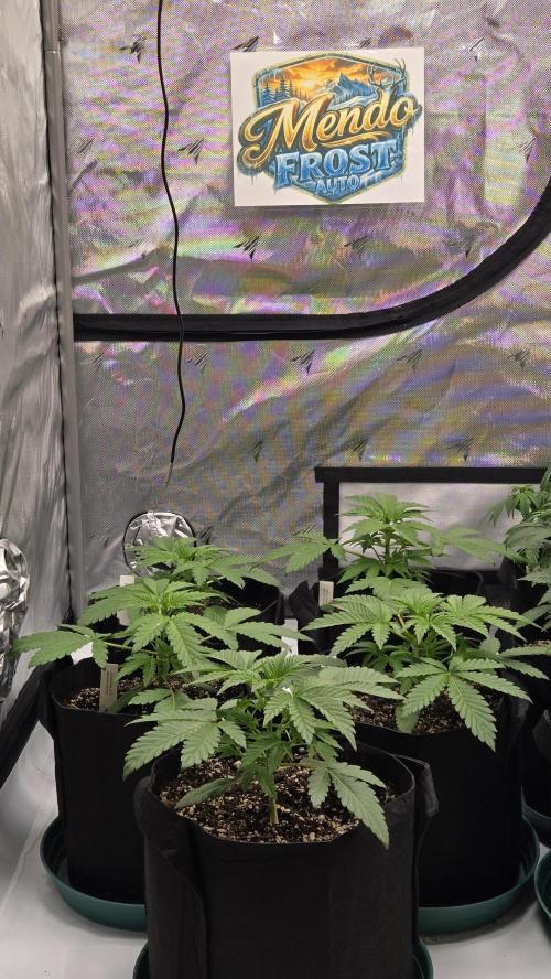 Mendo Frost Auto. Week 2