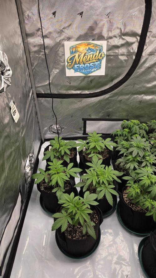 Mendo Frost Auto. Week 2