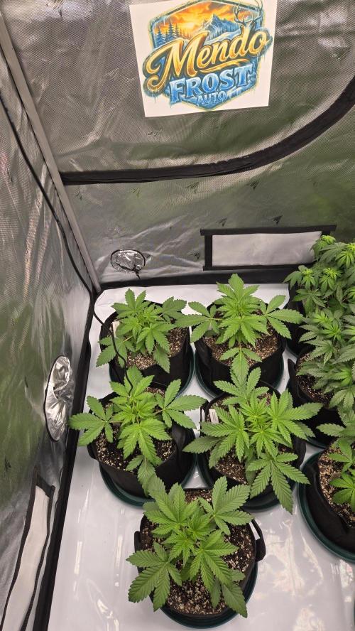 Mendo Frost Auto. Week 2