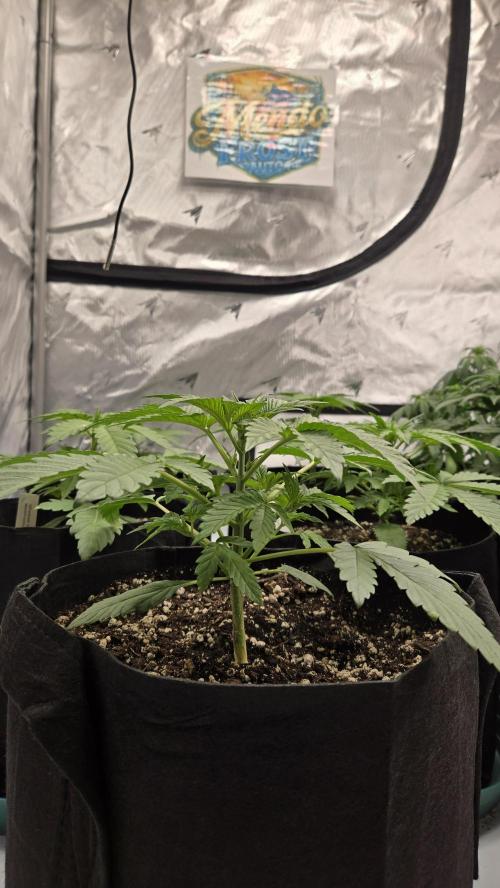 Mendo Frost Auto. Week 2