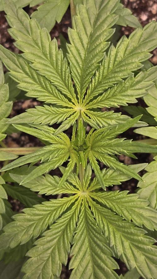 Mendo Frost Auto. Week 2