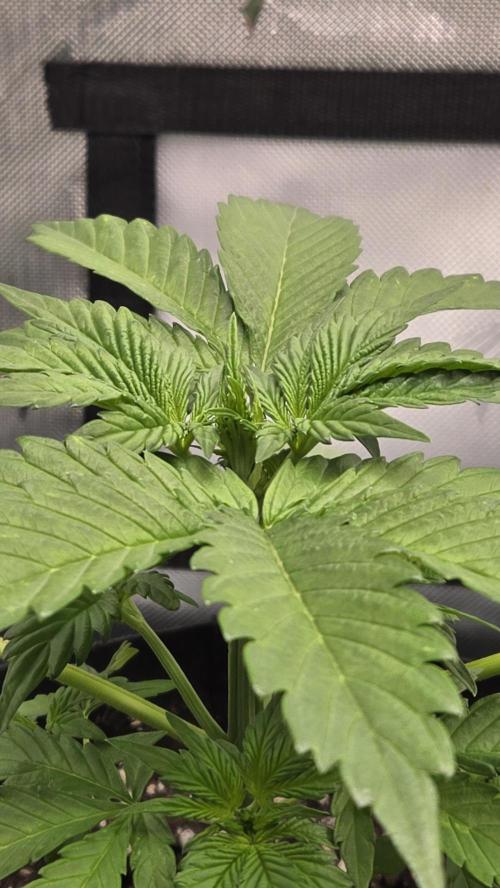 Mendo Frost Auto. Week 2