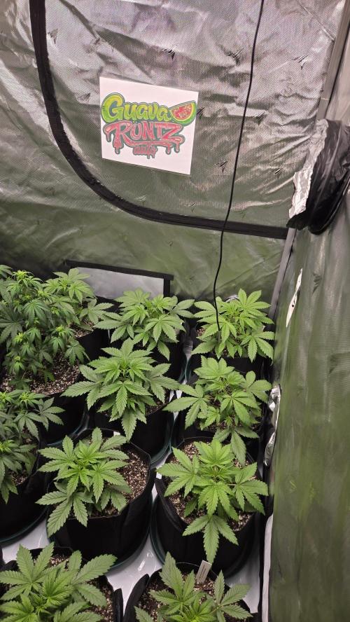 GuavaRuntzAuto. Week 2