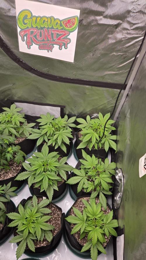 GuavaRuntzAuto. Week 2