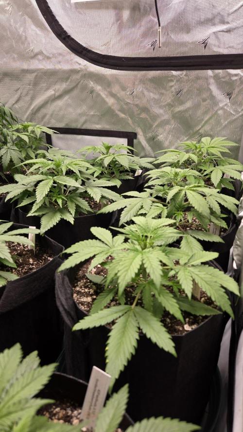 GuavaRuntzAuto. Week 2