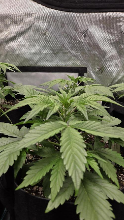 GuavaRuntzAuto. Week 2