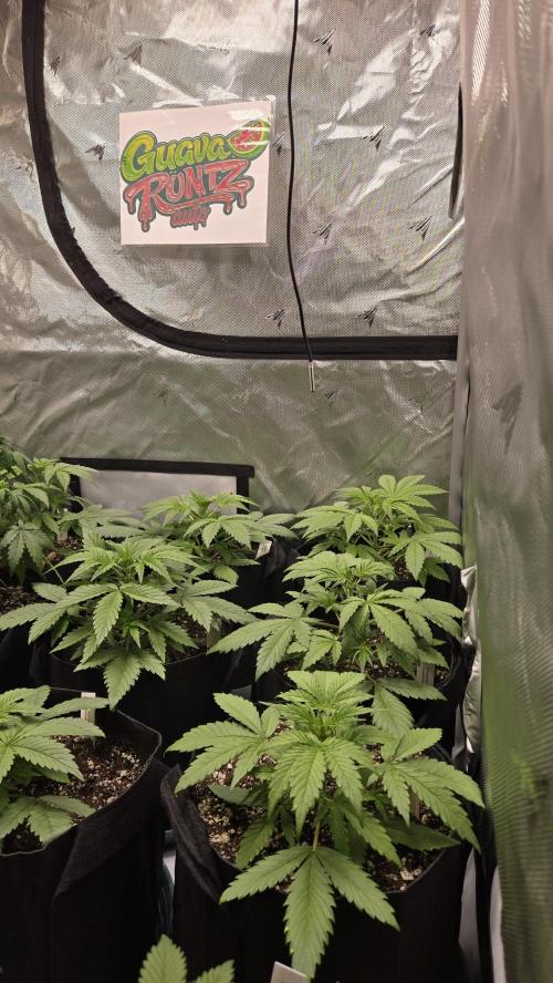 GuavaRuntzAuto. Week 2