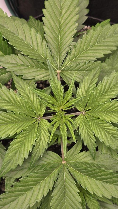 GuavaRuntzAuto. Week 2