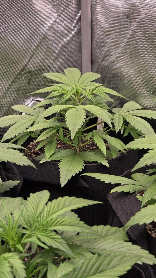 GuavaRuntzAuto. Week 2