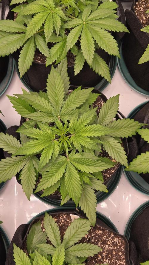 GuavaRuntzAuto. Week 2