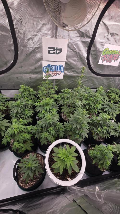 StrawberryGorillaAuto(RF3). Week 4