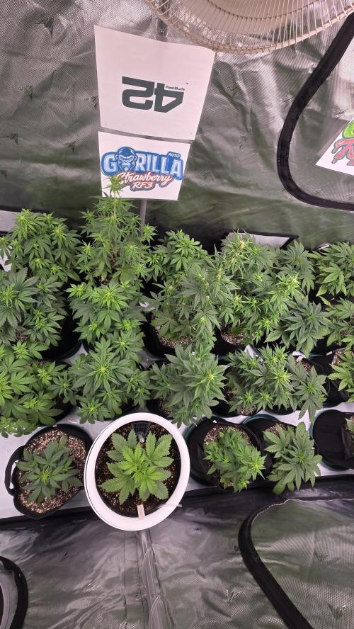 StrawberryGorillaAuto(RF3). Week 4