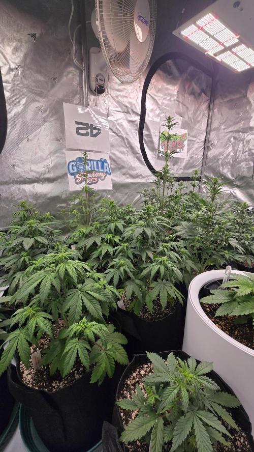 StrawberryGorillaAuto(RF3). Week 4