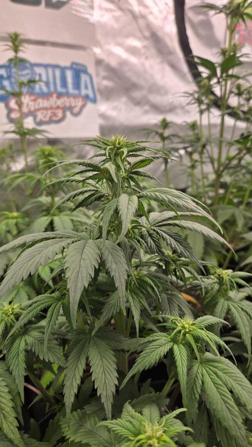StrawberryGorillaAuto(RF3). Week 4