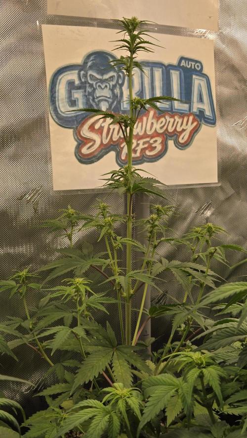 StrawberryGorillaAuto(RF3). Week 4