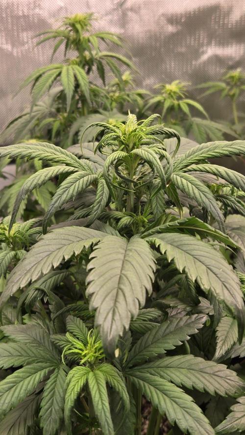 StrawberryGorillaAuto(RF3). Week 4