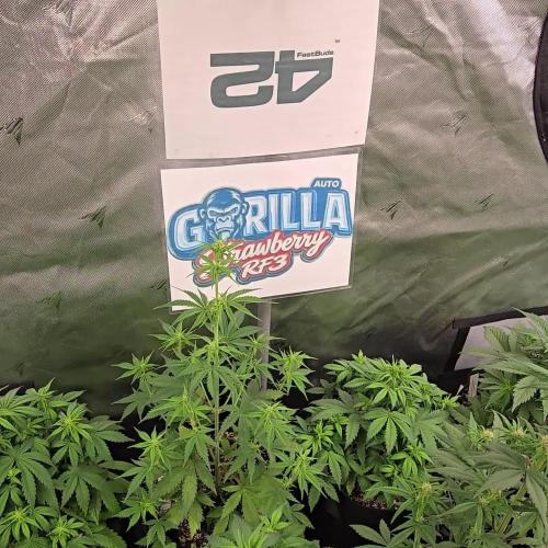 StrawberryGorillaAuto(RF3)