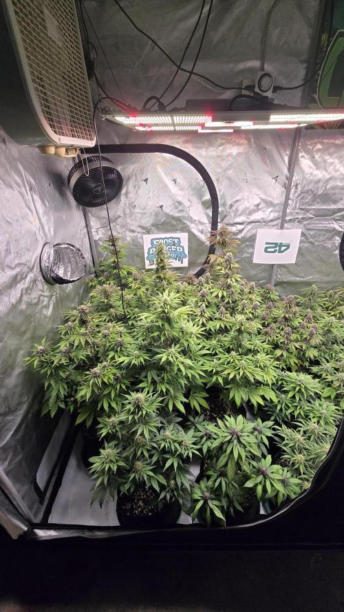 FrostBangerAuto. Week 7
