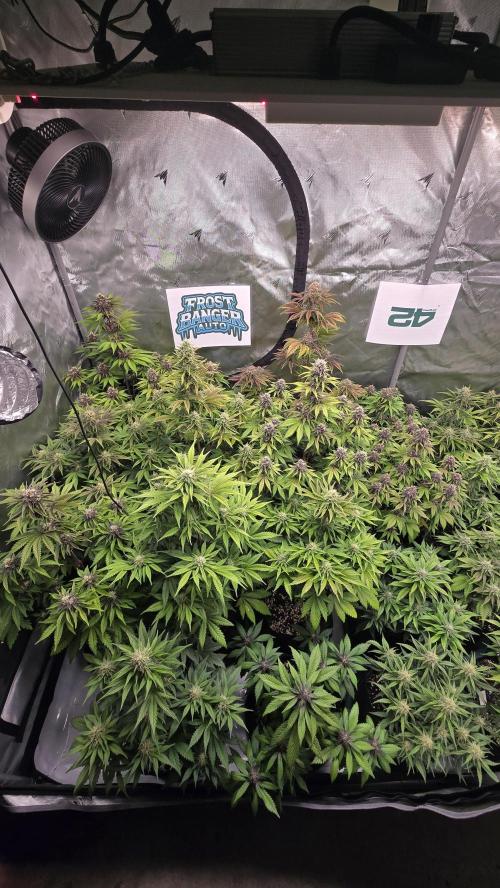 FrostBangerAuto. Week 7