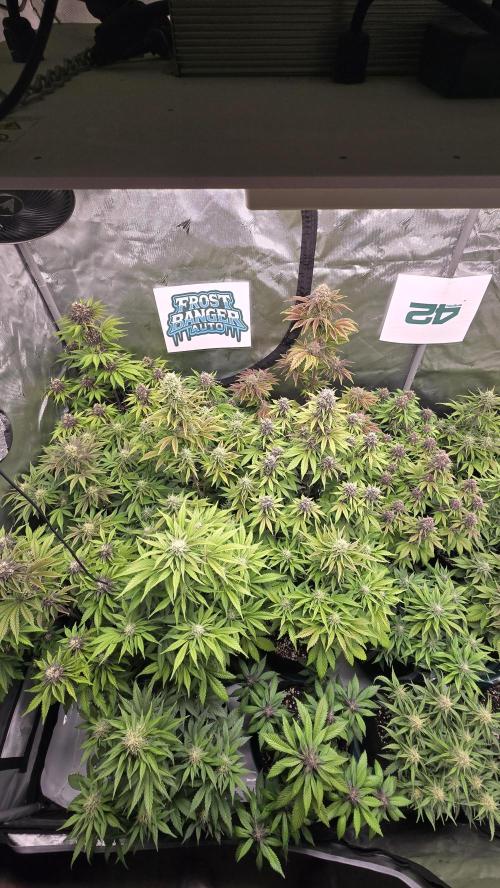 FrostBangerAuto. Week 7