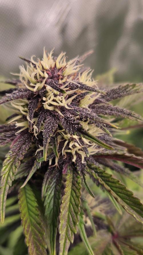 FrostBangerAuto. Week 7